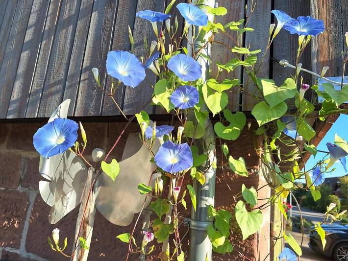 Ferienwohnung für 4 Personen, mit Terrasse und Garten sowie Ausblick in Bad Liebenzell - 4