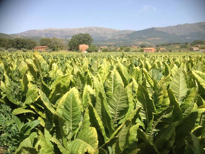 Casa rural para 3 personas, con jardín y terraza en Jarandilla de la Vera - 4