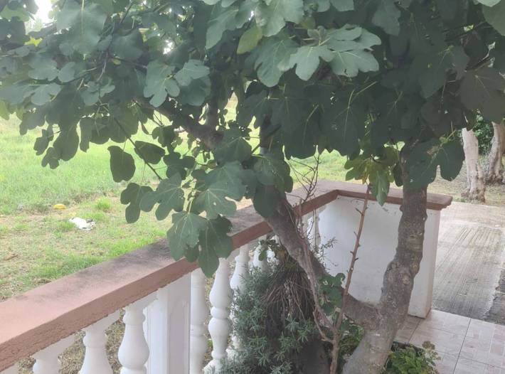 Studio für 3 Personen in Vrsi