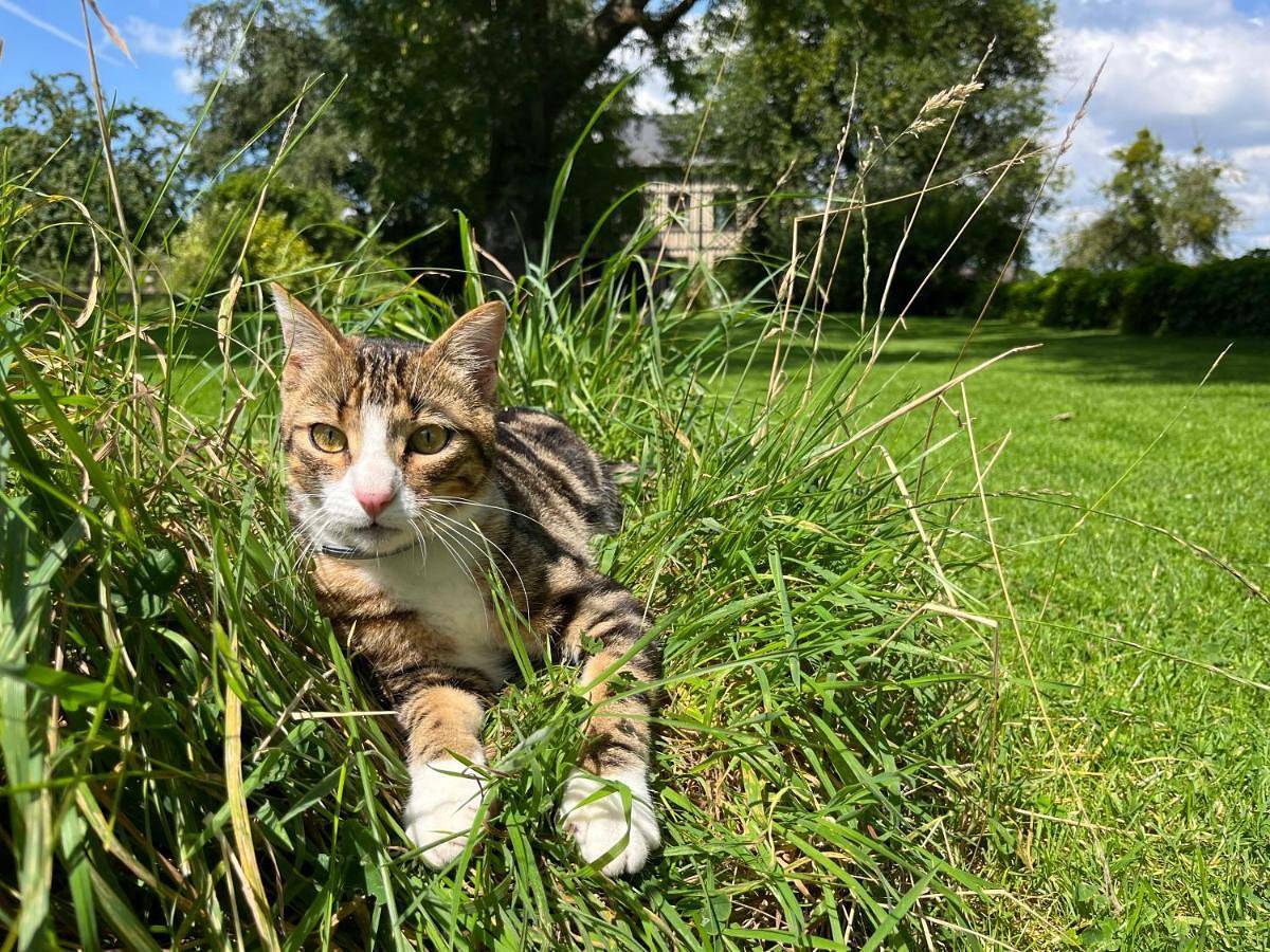 Le Petit Manoir de la Vernelle in Fourmetot, Région de Bernay