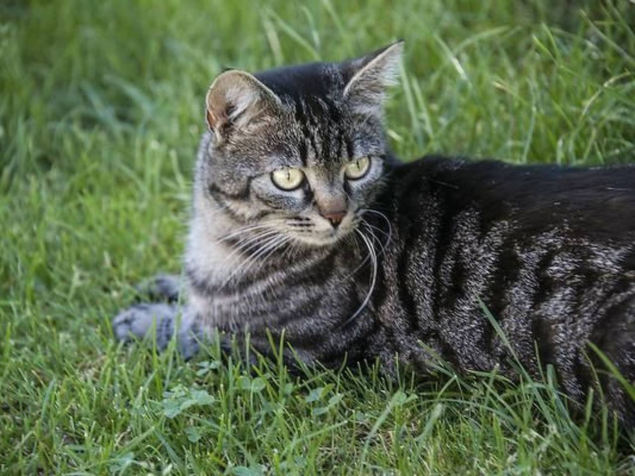 Ganze Wohnung, Berghof Hallau kleine Ferienwohnung in Hallau, Bezirk Unterklettgau