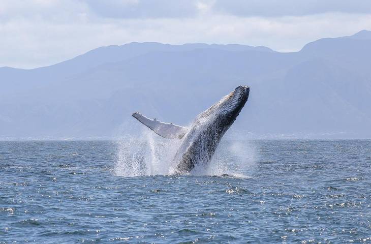 Location de vacances pour 2 personnes, avec piscine ainsi que jacuzzi et terrasse dans Boa Vista (homonymie) - 2