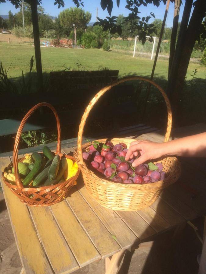 Gîte pour 4 personnes, avec piscine ainsi que jacuzzi et jardin à Sansepolcro - 2