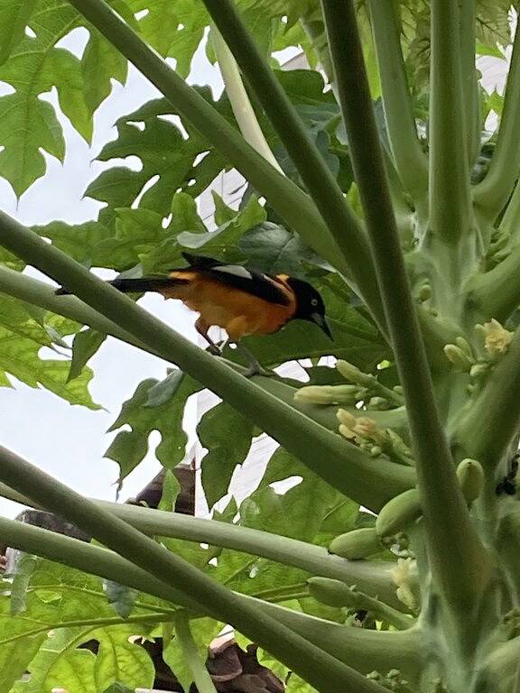 Nice room close to the best beaches in Lauro de Freitas, Bahia