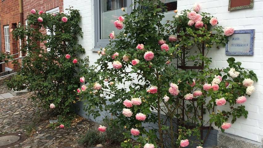 Ferienhaus für 4 Personen, mit Terrasse in der Lübecker Bucht - 4