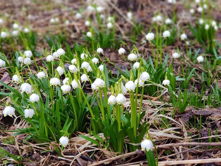 Gîte pour 6 personnes, avec balcon et vue, animaux acceptés dans Bohinjska Bistrica - 2