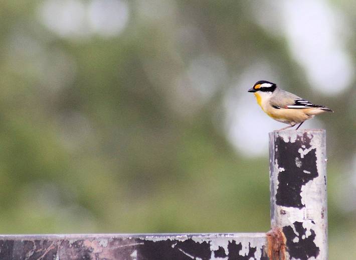 Ferienhaus für 10 Personen, mit Balkon und Garten in Queensland