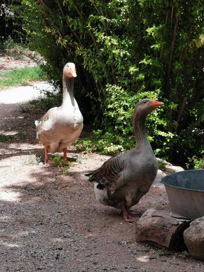 Gîte pour 5 personnes, avec terrasse et jardin ainsi que vue et piscine à Pierrefeu-du-Var - 2
