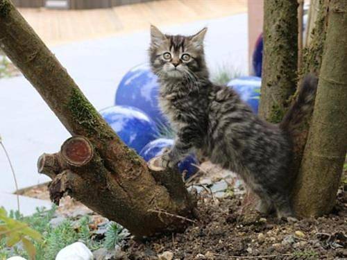 Gîte pour 4 personnes, avec piscine, animaux acceptés à Pierry - 4