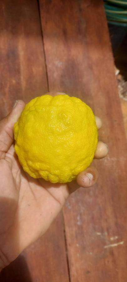 Tente pour 2 personnes, avec piscine ainsi que vue et jardin dans DOM-TOM - 2