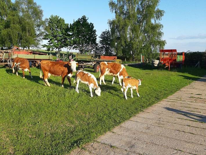 Ferienhaus für 3 Personen, mit Balkon in Dargen - 3