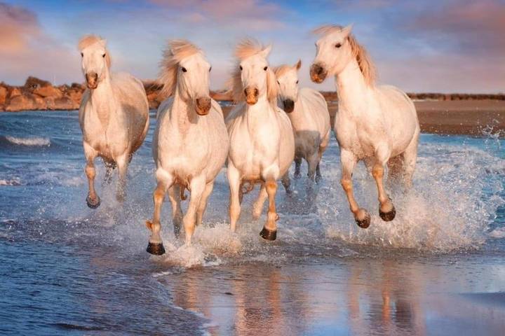 Location de vacances pour 3 personnes, avec jardin à Saint-Laurent-d'Aigouze - 2