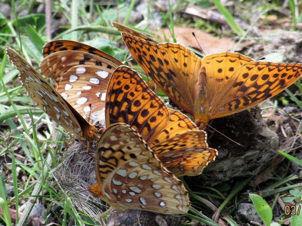 Sundance Pet freundliches Blockhaus mit Whirlpool Wifi Gasgrill Wasserfall Wandern in Madison County (NC)