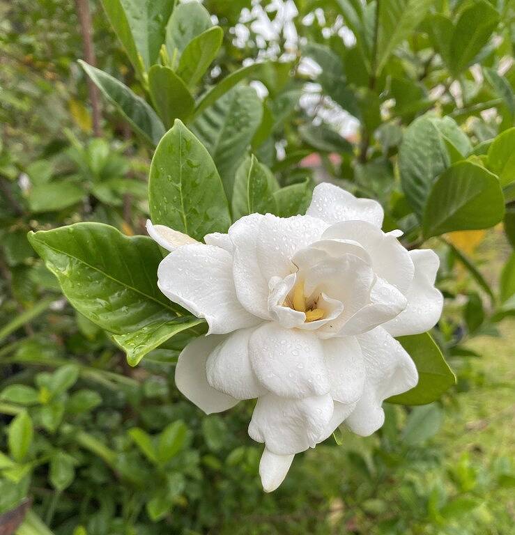 Private Room on Serene Property in Hilo in Hilo, South Hilo