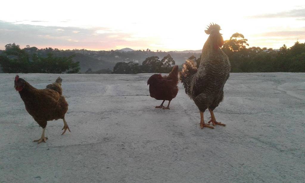 Farm for Lease Season Eigentumswohnung in Porta do Sol Mairinque-Sp in Mairinque, São Paulo (Bundesstaat)