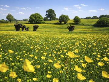 Vakantiepark voor 25 Personen in Gulpen, Limburg, Afbeelding 4