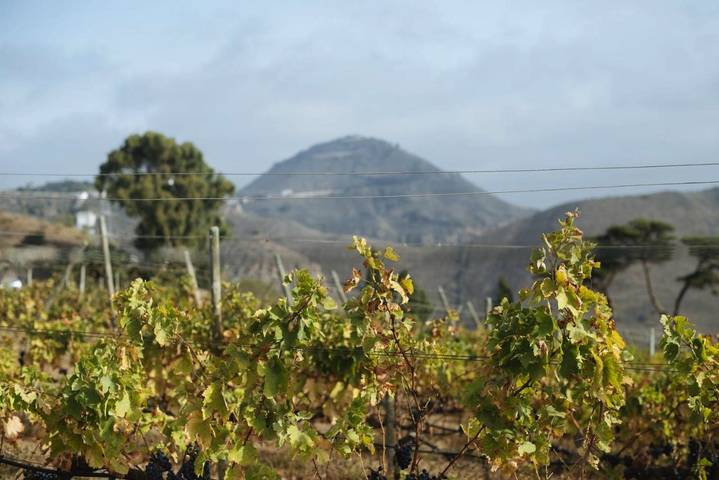 Casa rural para 8 personas, con vistas y jardín en Telde - 4