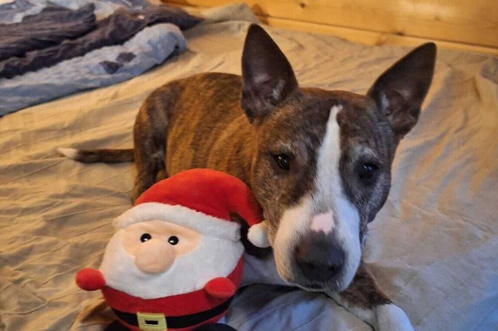 Chalet im Wald-\nhaus Mit Leben Und Liebe \nfür Mensch Und Hund in Busendorf, Beelitz