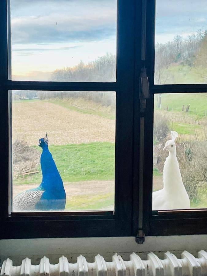 Gîte pour 6 personnes, avec piscine ainsi que terrasse et jacuzzi à Saint-Michel (Gers) - 4