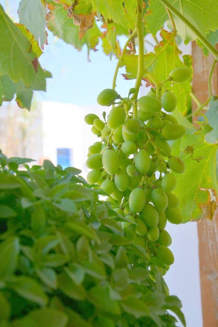 Gîte pour 2 personnes, avec jardin et terrasse dans Milos - 4