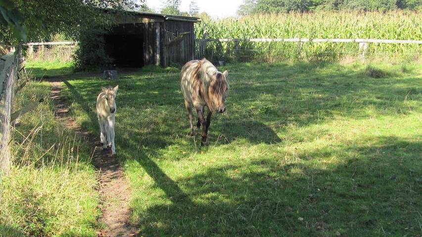 Ferienwohnung für 2 Personen, mit Terrasse, mit Haustier in Ammerland - 4