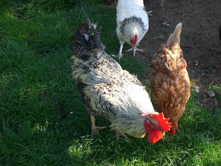 Bauernhaus für 3 Personen, mit Garten in der Eifel - 2