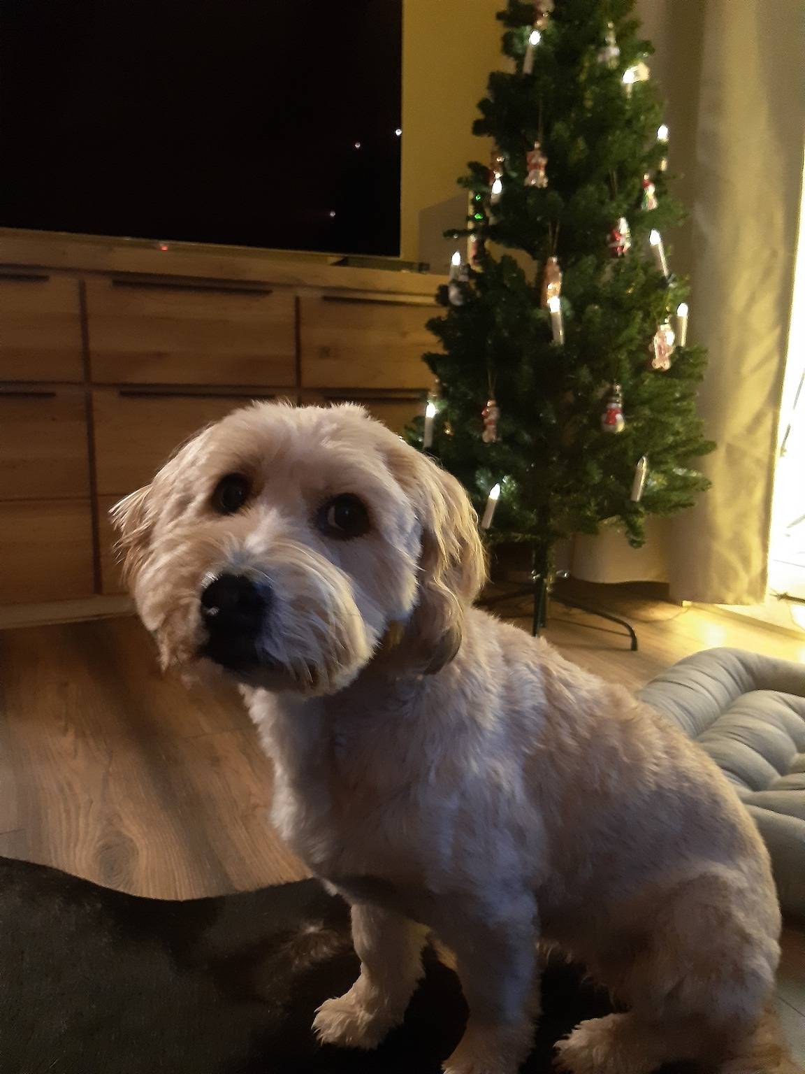 Hel ferielejlighed, Ferielejlighed for 2 personer med balkon in Hahnenklee, Goslar