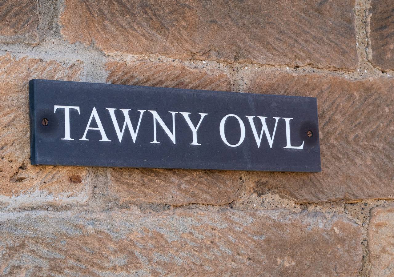 Tawny Owl in North York Moors National Park