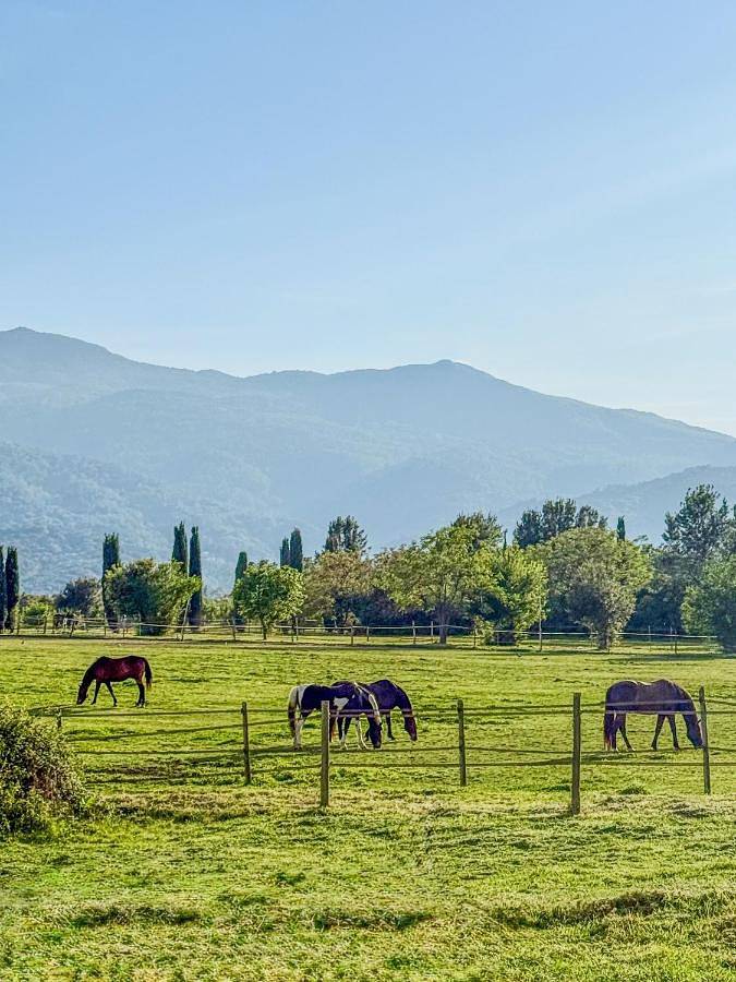 Location de vacances pour 11 personnes, avec piscine ainsi que jardin et vue, animaux acceptés à Vescovato - 4