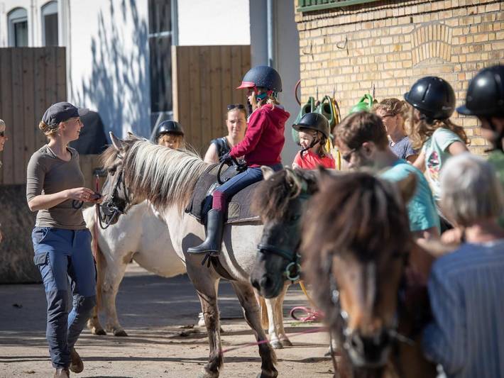 Bauernhof für 6 Personen, mit Garten und Sauna sowie Terrasse, mit Haustier in Geltinger Bucht - 4