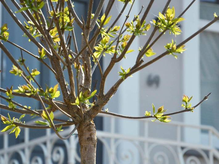 Chalet für 6 Personen, mit Garten und Balkon, kinderfreundlich im Saarland - 4