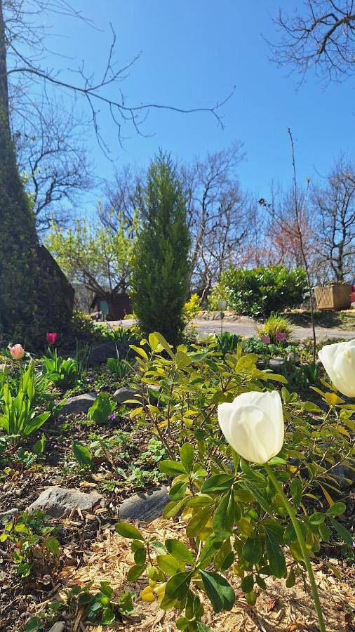 Maison d’hôte pour 4 personnes, avec jardin et jacuzzi ainsi que sauna et piscine, animaux acceptés dans le Tarn - 2