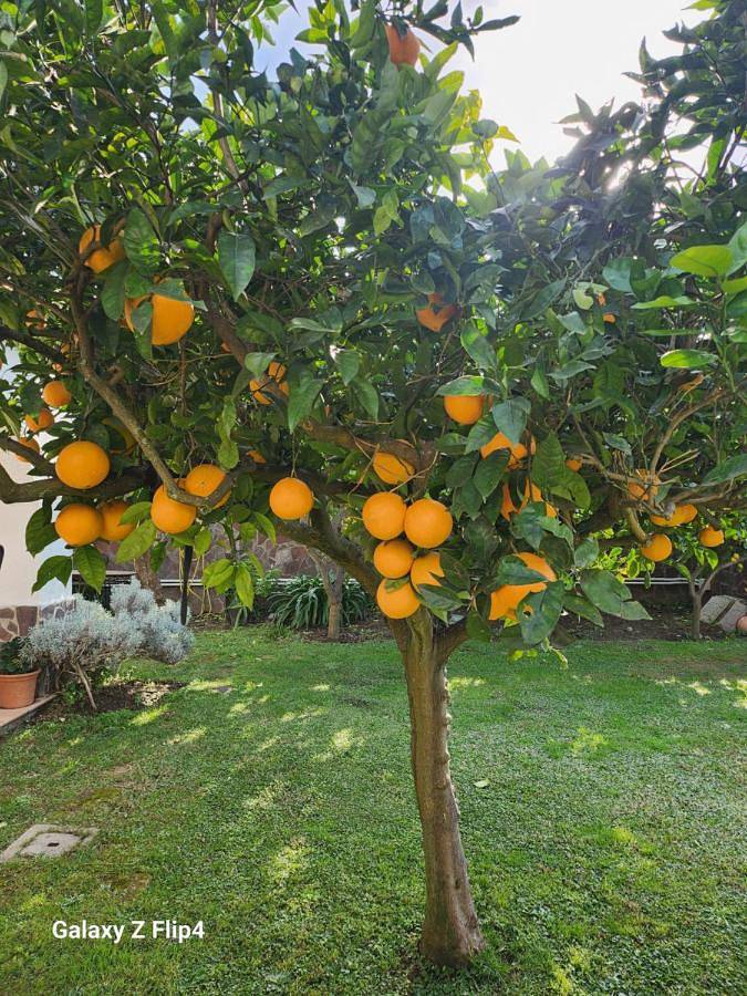 La Limonaia in Castel Volturno, Caserta Provinz