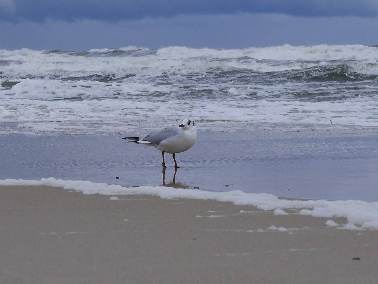 Ferienwohnung in Rügen ab 89€ pro Nacht