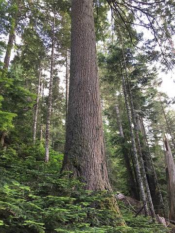 Bungalow für 6 Personen in Sudden Valley, Mount Baker-Snoqualmie Nationalwald, Bild 1