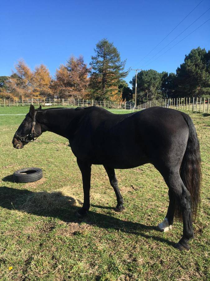 Chambre d’hôte pour 2 personnes, avec jardin et vue, adapté aux familles à Taupo - 4