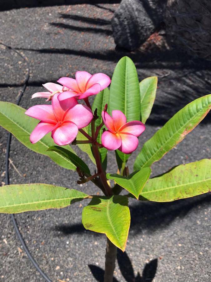 Casa rural para 4 personas, con jardín además de piscina y vistas en Playa Blanca - 2