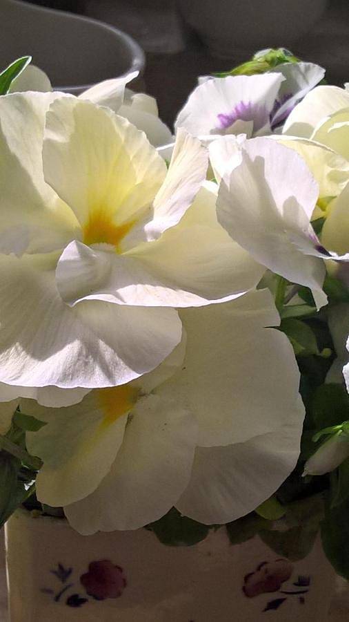 Location de vacances pour 2 personnes, avec jardin ainsi que piscine et vue à Upie - 3