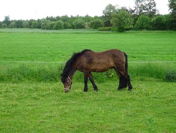 Bauernhaus für 7 Personen in Lindewitt, Eider-Treene-Sorge, Bild 4