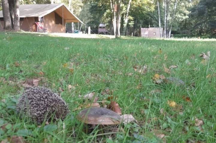 Mobil home pour 2 personnes à Sauxillanges