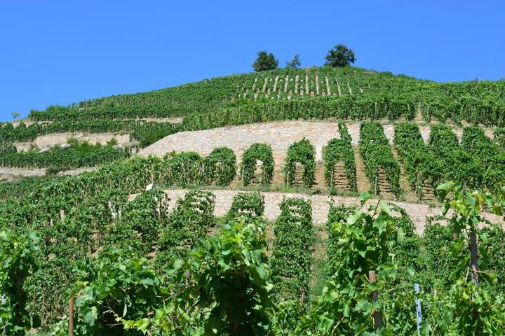 Gîte pour 7 personnes, avec vue, animaux acceptés à Tournon-sur-Rhône - 4