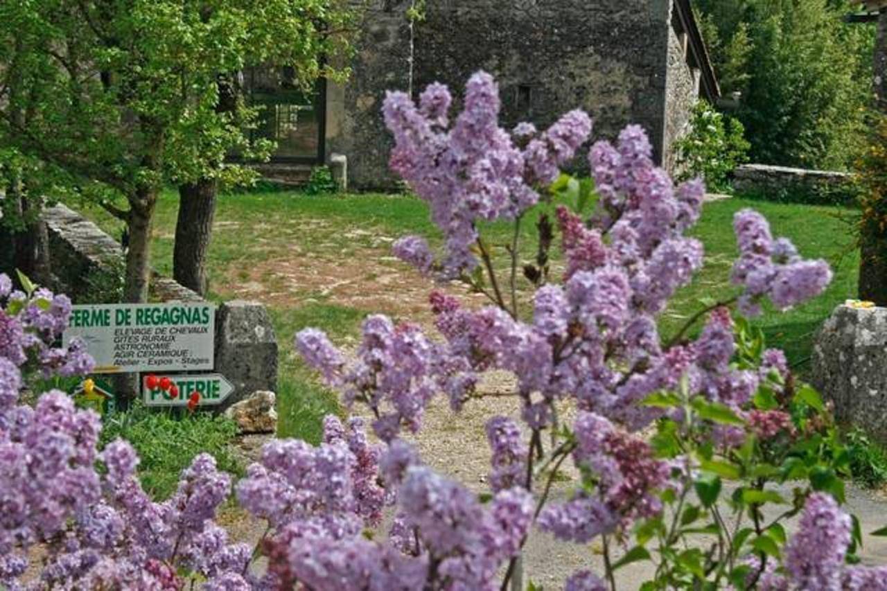 Maison en pierre au cœur du Larzac – Nature, chevaux en liberté et détente assurée in Vissec, Région du Vigan