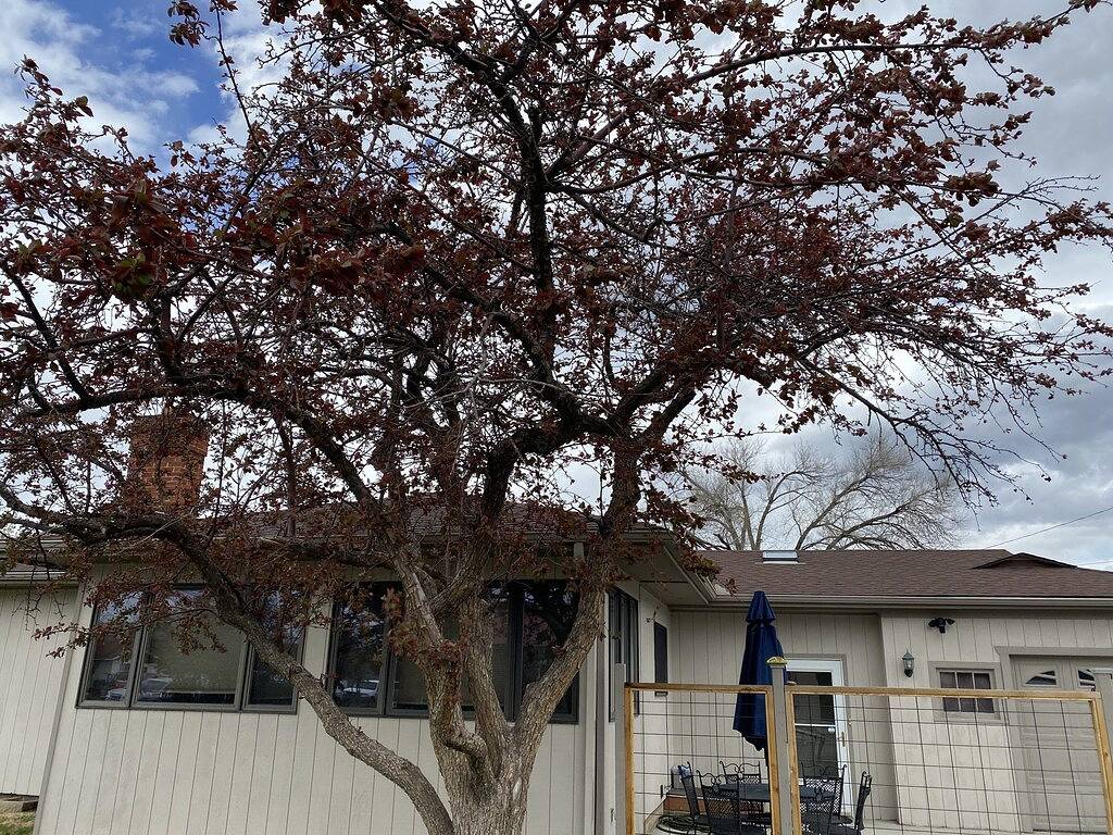 Neu * Sweet Retreat - einen Block bis zur Main Street in Buena Vista, Chaffee County