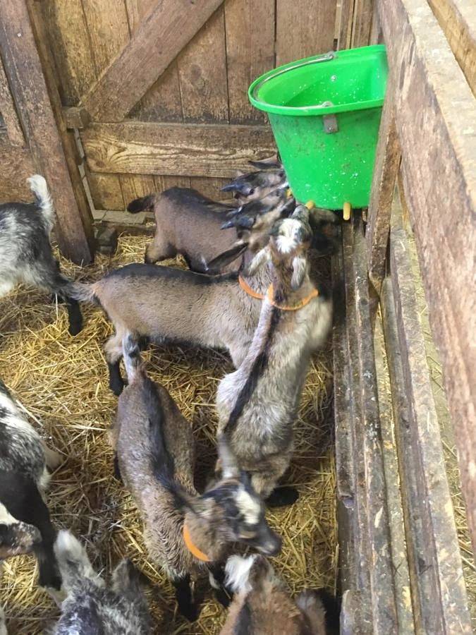 Location de vacances pour 10 personnes, avec jardin à Metzeral - 4