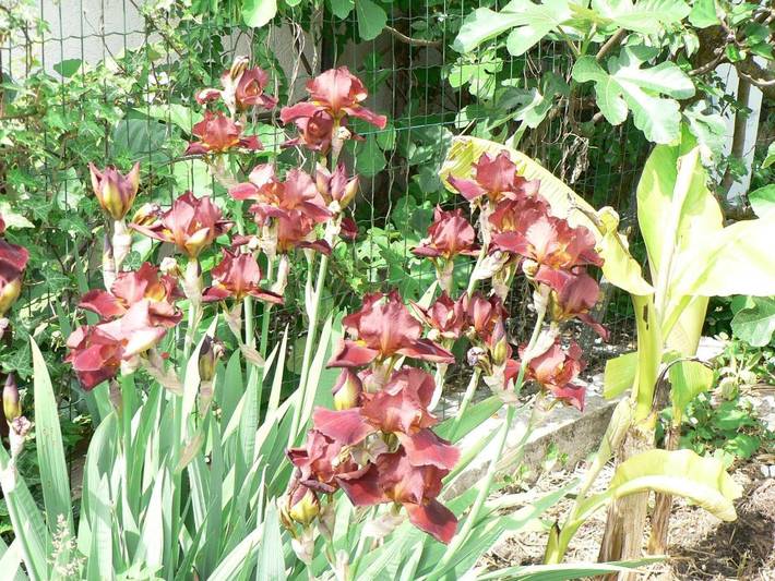 Location de vacances pour 2 personnes, avec jardin ainsi que terrasse et piscine dans Parc naturel régional de la Montagne de Reims - 2