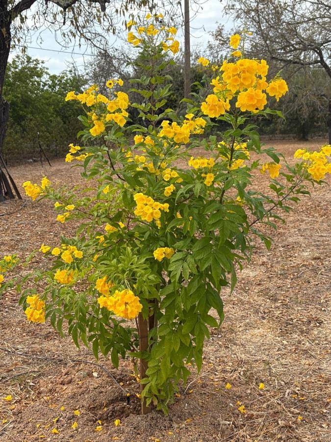 Casa rural para 4 personas, con vistas y jardín en Tavira - 3