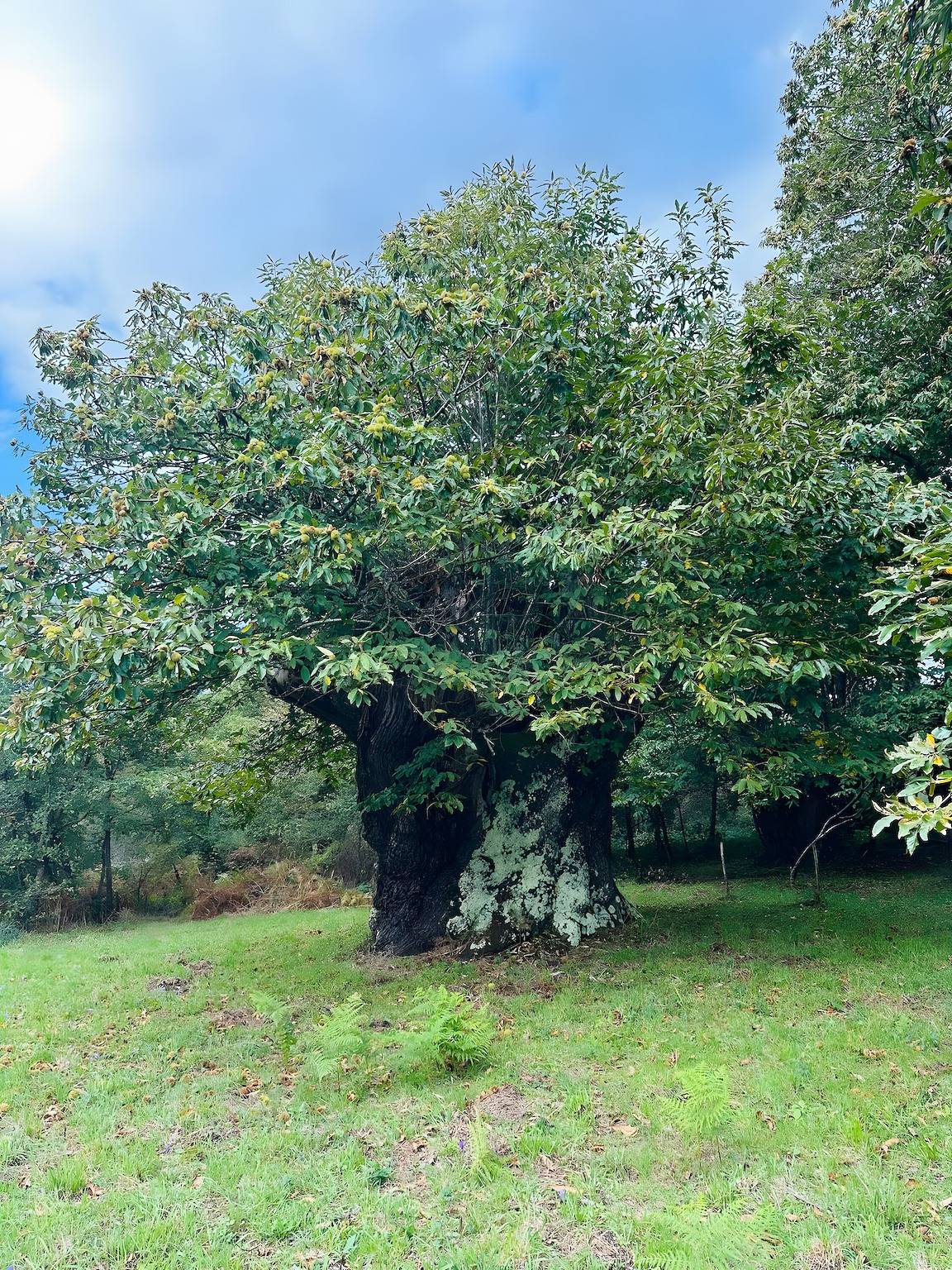 Apartamento entero, Apartamento 'Familia Froufe 2' in Baños de Molgas, Provincia de Orense