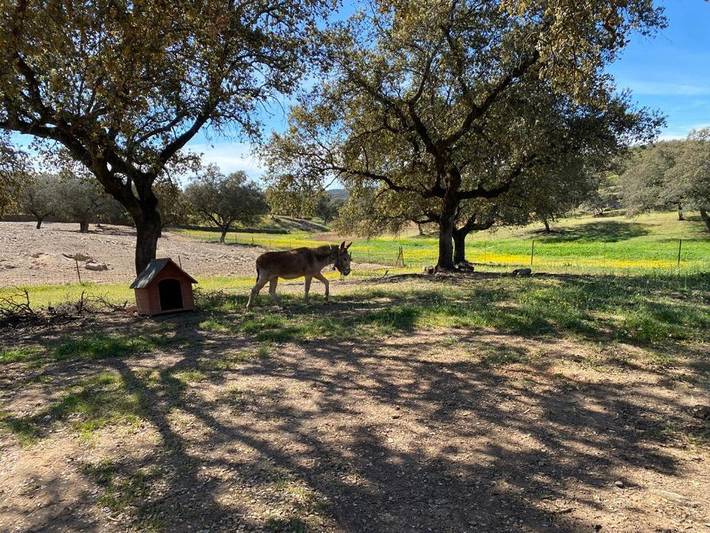 Chalet para 17 personas, con jardín además de piscina y vistas, Familias con niños en Sierra de Aracena y Picos de Aroche - 3