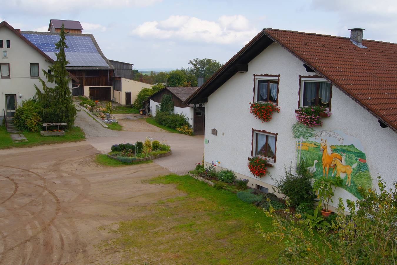 Bio-Erlebnisbauernhof Doll - Haflingerhof - Sonnenblume in Nittenau, Ostbayern