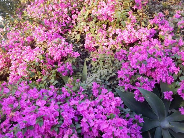 Casa rural para 4 personas, con jardín y piscina además de vistas y vistas al lago en San Miguel de Abona - 4